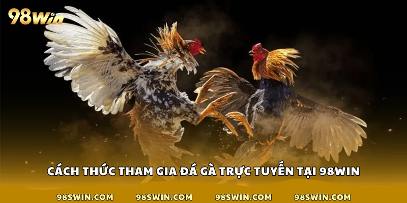Cách thức tham gia đá gà trực tuyến tại 98win